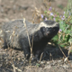 Illustration for article titled Monday Mustelid - Lyncodon patagonicus Edition